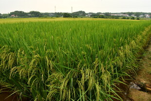 田野水稻