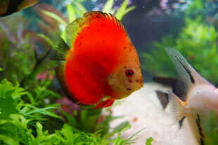 红色观赏鱼
