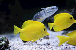黄色热带鱼