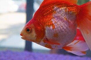 红金鱼
