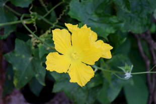 丝瓜花