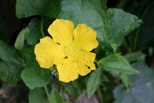 丝瓜花
