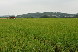田野水稻
