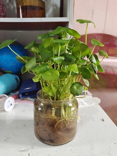 水培铜钱草