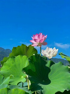 荷花
