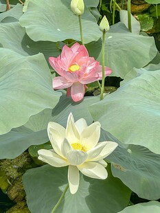 荷花开放