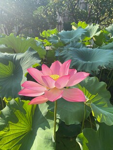 荷花花瓣