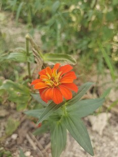 野菊花