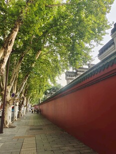 枫树红墙