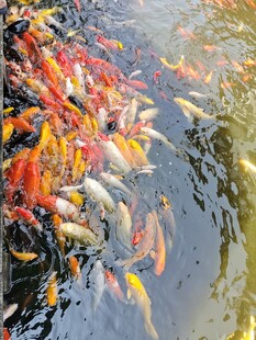 观赏鱼