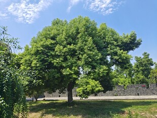 树木绿树