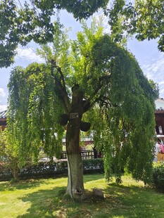 树木