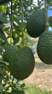 牛油果栽培 