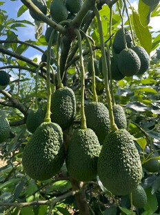 牛油果栽培