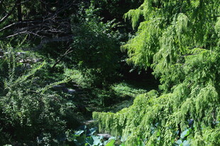 公园风景  