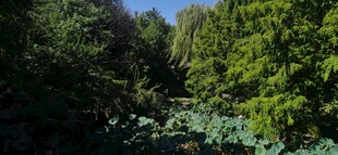公园风景  