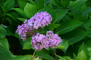 绣球花  