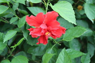 扶桑花
