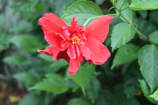 扶桑花