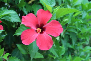 扶桑花