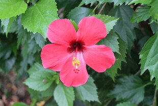 扶桑花