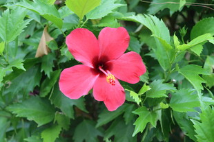 扶桑花