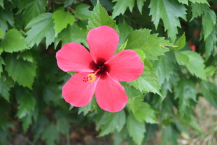 扶桑花