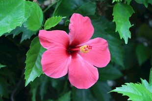 扶桑花