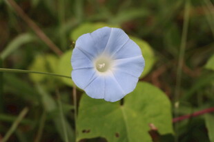 牵牛花