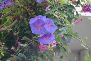 牵牛花