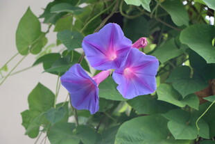 牵牛花