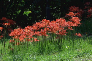 红花石蒜