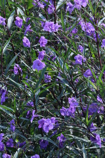 蓝花草 
