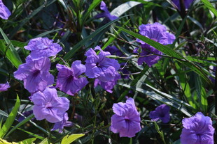 蓝花草  