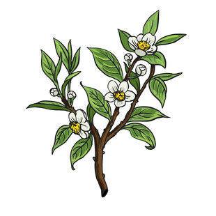 茶花插图