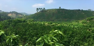 葡萄柚栽培