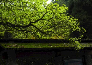 天台山绿树