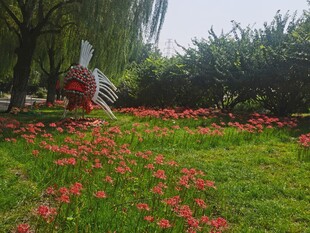石蒜花 