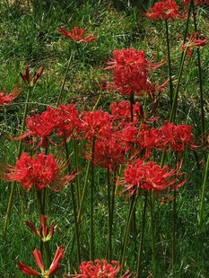 石蒜花 