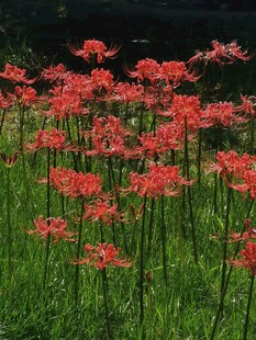 石蒜花 