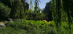 公园风景  