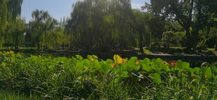 公园风景  