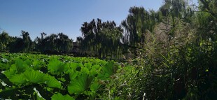 公园风景 