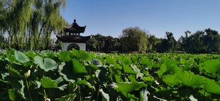 公园风景 