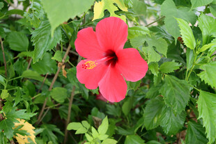 扶桑花