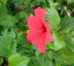 扶桑花