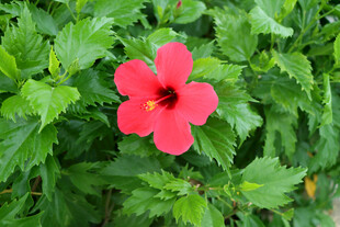 扶桑花