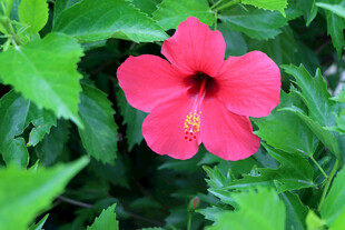 扶桑花