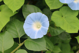 牵牛花