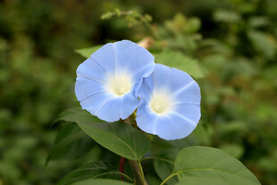 蓝色牵牛花